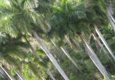 Palms