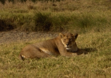 Lioness