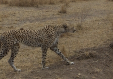 On the prowl