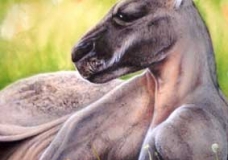 Kangaroo