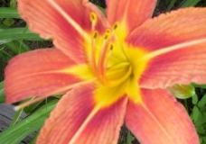 Orange