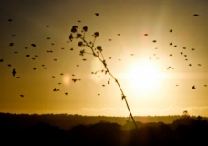Birds, Tree at sunset