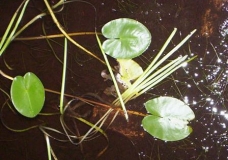 Lillypads