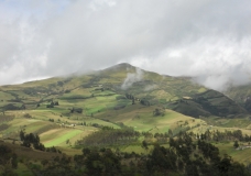 Green patches