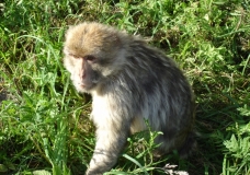 taken from a zoo in danmark