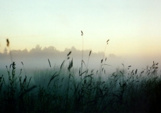Grass
