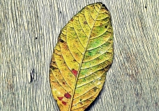 The Dried Leaf on an Old Wood