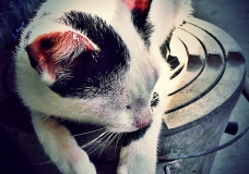 Our Cat on a Coil Burner