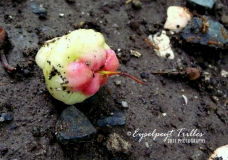 Fallen: Fruit of Macopa