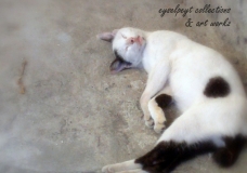 Sleepy Cat