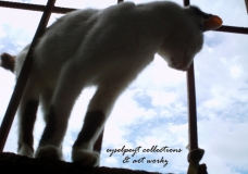 Super Cat