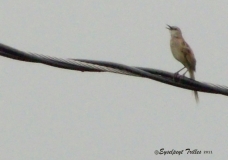 Tweety Bird sings after the rain.