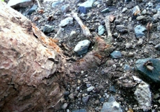 Attack of the ants!