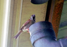 Twitty on the pipe