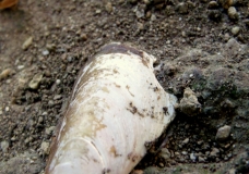 Sea shell