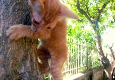 Kitty can you make it?
