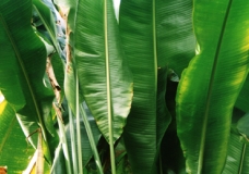 Towering Leaves