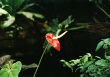 Lone Flower