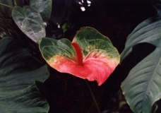 Red Bloom