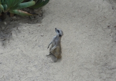 meerkat