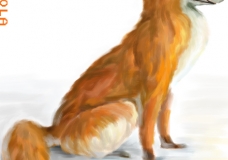 Red Fox