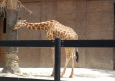 giraffe