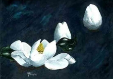 Magnolia Awakening