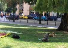 Dogs