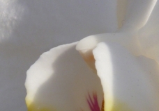 Orchid