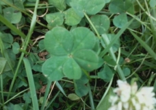 five leafs clover