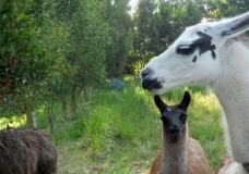 Llamas