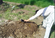 Down the donkey's dirt...