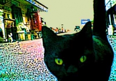 hello pussy puss