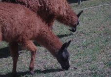 Ecuador Llamas
