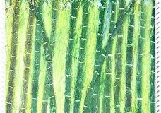 Bamboo Groove