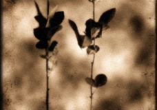flowers at my window