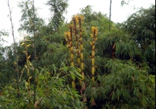 Bamboo shoots