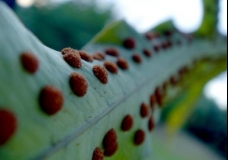 Spores