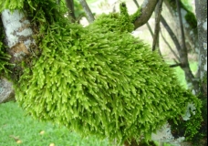 Moss