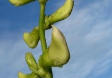Seim Flowers