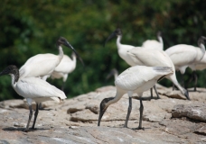 at Ranganathittu,mysore
