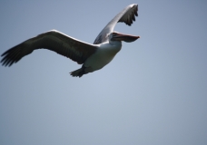 Ranganathittu Bird Sanctuary,Mysore,India