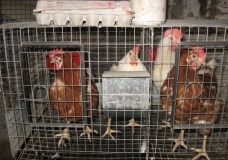 Chickens behind bars