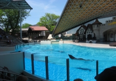 Dolphins at Marineland