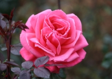 rose