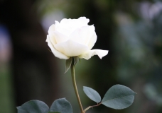 white rose