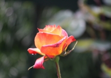 rose