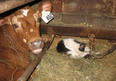 Calf at Dairy Farm, Canada