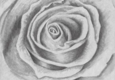 Black&White Rose