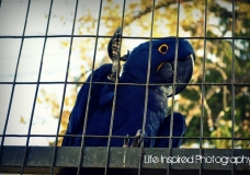 Blue Macaw